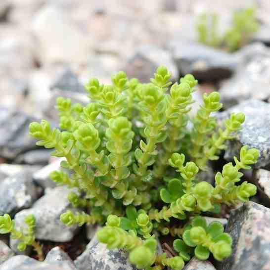 Grow & Pickle Rock Samphire - A Coastal Plant for Rock Garden